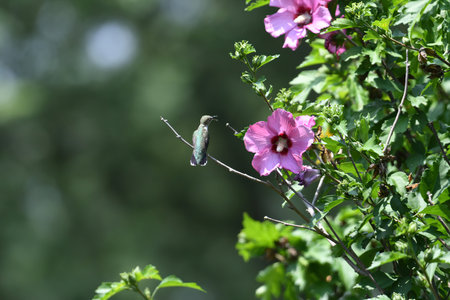 Ruby-Throated Hummingbird Perched on Rose of Sharon Bush Near Flower with Beak Open and Pollen on Beakの写真素材
