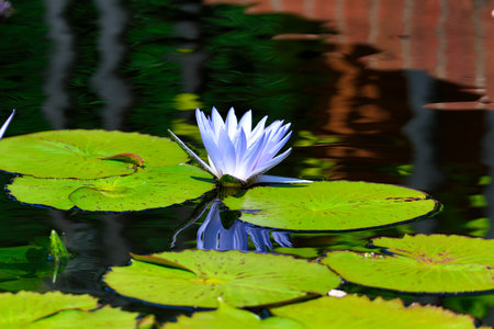 White and Blue Water Lily, Cape Lily surrounded by Green Lily Pads with Reflection in Waterの写真素材