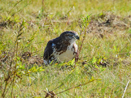 A Red-Tailed Hawk Bird of Prey Raptor Sits in a Field of Grass Looking to the Side on the Hunt for Prey on the Prairie Meadow on a Summer Dayの写真素材