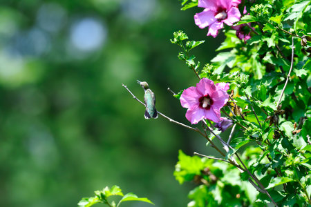 Ruby-Throated Hummingbird Perched on Rose of Sharon Bush Next to Hibiscus Flower Blooms and Green Leaves Facing Sideways with Pollen on Beak on a Sunny Dayの写真素材