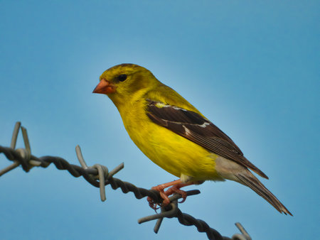 American Goldfinch Female Bird Perched on a Barbed Wire Fence with a Bright Blue Sky in the Backgroundの写真素材