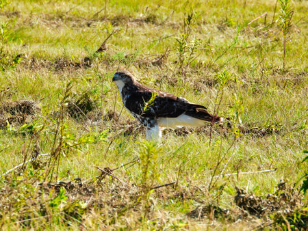 Red-Tailed Hawk Bird of Prey Raptor Sits on the Ground on a Recently Mowed Prairie with Plant Stems and Yellow and Green Grass Sun Shining Down Closeup Tail Up Checkerboard Patternの写真素材