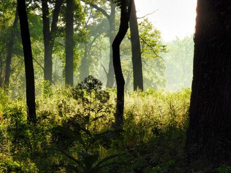 Sunrise Dawn View in the Forest with Bright Light Coming Through the Trees Highlighting Wildflowers and High Grass and Silhouetting Tree Trunksの写真素材