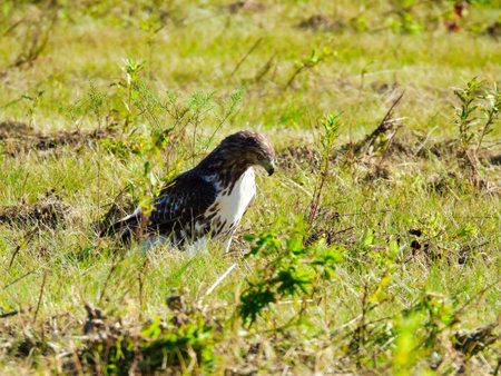 Red-Tailed Hawk Bird of Prey Raptor Sitting on the Ground of a Field on the Prairie Hunting Through the Grass for Prey on Summer Dayの写真素材