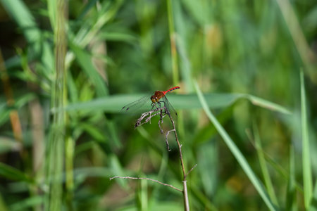 Closeup, Macro Red Meadowhawk Dragonfly on Stem with Green Foliage and Leaves in Backgroundの写真素材