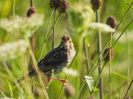 Savannah Sparrow Bird Balancing Between Two Wildflower Stem with White Prairie Seed Head Blurred Aroundの写真素材