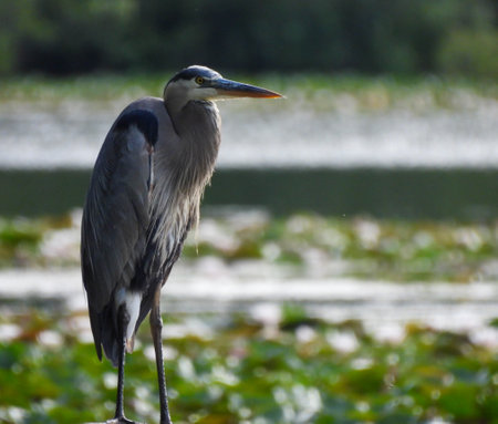 Blue Heron Bird Standing on Water's Edge with Water Filled with Lily Pads Blurred in Backgroundの写真素材