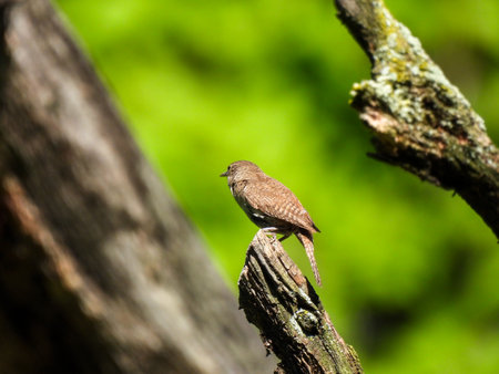 House Wren Bird from Behind with Beautiful Coloring and Pattern to Feathers, Hint of Beak and Eye, Perched on Top of Treen Branch, Green Foliage Blurred Backgroundの写真素材