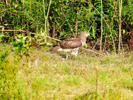 A Red-Tailed Hawk Bird of Prey Raptor in a Profile View as It Sits on the Ground in a Prairie Field in Front of Green Brush on a Sunny Summer Dayの写真素材