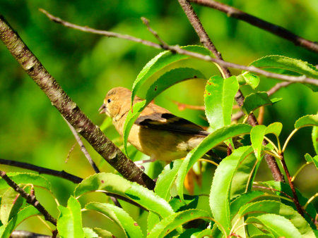 Female American Goldfinch Bird Perched in a Profile View Among Bright Green Leavesの写真素材