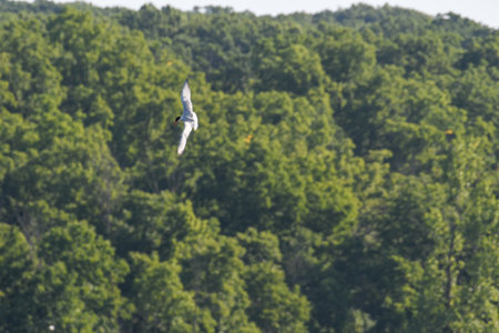 Caspian Tern Bird in Sideways Flight with Blurred Green Forest in Background and Touch of Blue Skyの写真素材
