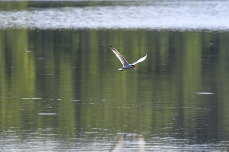 Caspian Tern Bird Flying Above Lake Water with Reflection in Water and Fish in Mouth with Wings at V-shape Wing Spanの写真素材