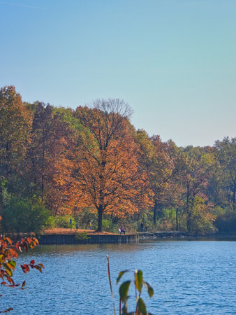 Fall Maple Tree with Orange Leaves Half Full on Forest Preserve Lake with People Walking the Path and Sitting on Benches on Autumn Dayの写真素材