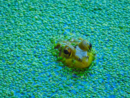 Frog in a pond: An extreme closeup of bullfrog sits looking away in a shallow pond filled with a duckweed growth on the surface while its eyes, nose and ears are visible above the water surfaceの写真素材
