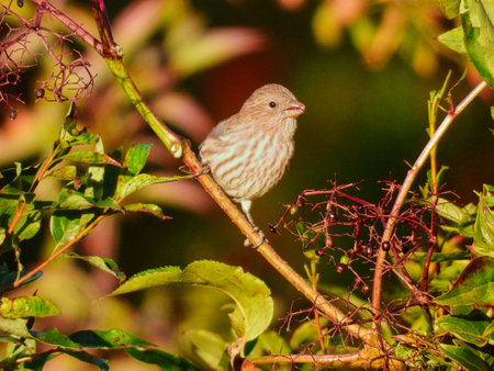 Closeup Female House Finch Bird Perched on a Brush Branch in the Morning Sun Eating Berries Next to...