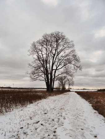 Tree in the Snow: A lone, bare tree along a hiking path in a snow covered prairie on a cold winter day with an overcast sky depicting gloomy, cold and gray winterの写真素材