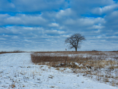 Winter Landscape with Tree: Cold winter day with snow covered ground on the prairie, mostly cloudy sky with some blue showing through and lone, bare treeの写真素材