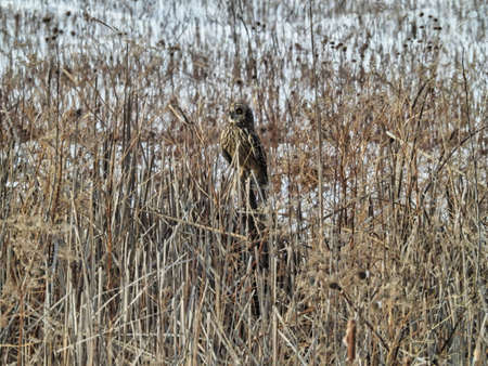 Short Eared Owl Perched on Reeds: An owl takes a break from flying perched on cut down reeds on the snow covered prairie field on a winter dayの写真素材