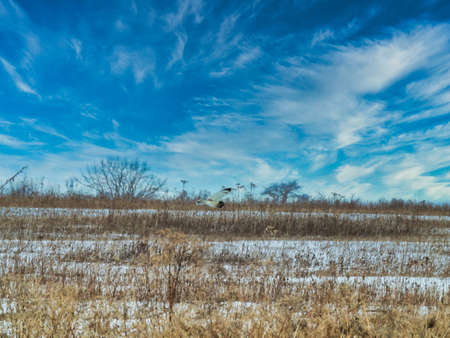 Short Eared Owl Flies Just Above the Ground: In search of prey a short eared owl flies across the snow covered prairie on a winter dayの写真素材