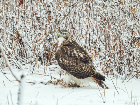 Red-Tailed Hawk on the Ground on a Winter Day: A red-tailed hawk sits on snow covered ground in...