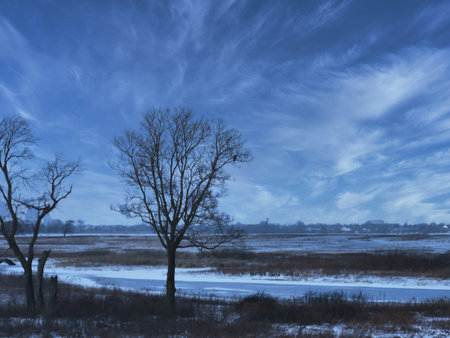 Hawk in a Tree in the Snow: A red-tailed hawk perched high in the tree on a frigid cold winter day overlooking the prairie fieldの写真素材