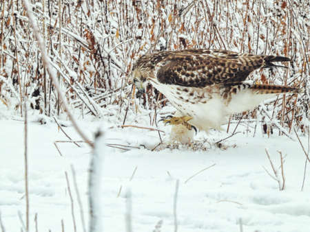 Red-Tailed Hawk Jumps on the Ground on a Winter Day: A red-tailed hawk jumps on snow covered ground trying to catch of prey on a cold winter morning after a snowfallの写真素材