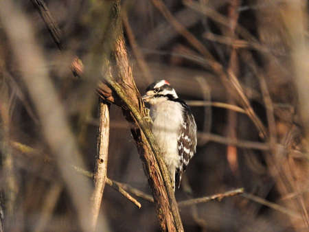 Woodpecker in the Brush: A downy woodpecker bird scales a brush stem on winter morning in search of foodの写真素材