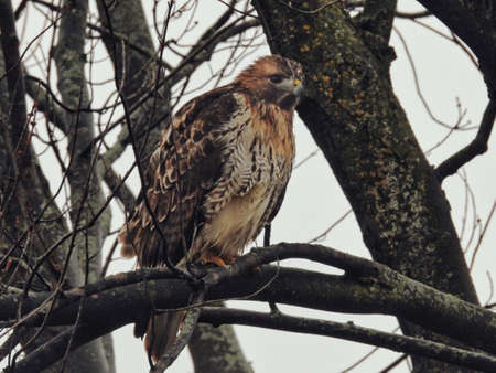 Red-Tailed Hawk Wet from Rain Perched: On a rainy day, a red-tailed hawk showing wet feathers sits perched in a bare tree on an late fall dayの写真素材