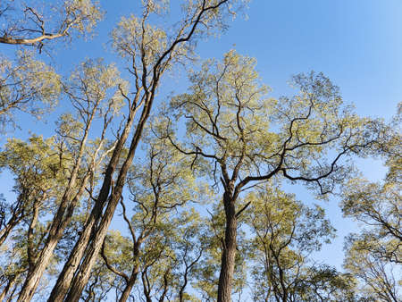 Fall Trees in the Sky: Looking upward to early autumn colored and very tall trees into a clear blue sky - a human's view of trees from the groundの写真素材