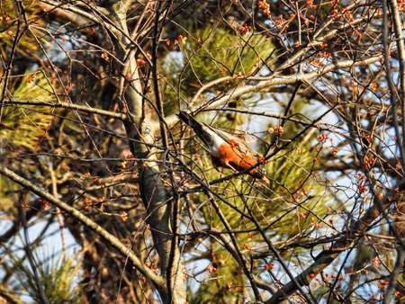 Robin in a Tree on a Winter Morning: An American robin is perched high in a tree keeping warm on a cold winter morning among bare tree branchesの写真素材