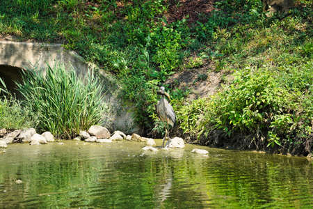 Heron with Fish: A blue heron stands on the edge of a pond with a catfish in its mouth on a sunny...
