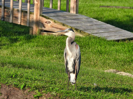 Blue Heron Bird on Shore: A blue heron bird stands along the short of a pond with a bridge in the backgroundの写真素材