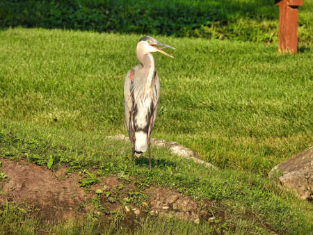 Blue Heron Bird on Shore: A blue heron bird stands along the shore of a pond in the bright green grass with its mouth open, tongue showing on a sunny summer dayの写真素材