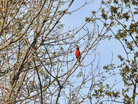 Red Cardinal Bird on a Branch: A male Northern Cardinal bird perched on a tree branch on a clear sky