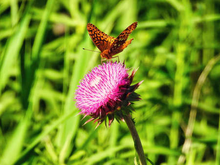 Butterfly on Flower: A Great Spangled Fritillary (Speyeria cybele) butterfly on the head of a pink milk thistle flower on a sunny dayの写真素材