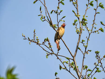 Cardinal Bird in a Tree: A female Northern Cardinal bird perched on a branch among the early buds in...