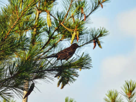 Blackbird on a Pine Tree: A female red-winged blackbird perched on the end of a branch of a pine tree in the early morning sunの写真素材