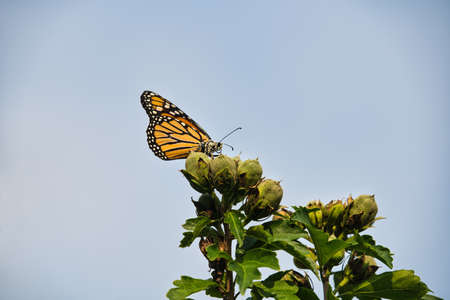 Monarch Butterfly on Flower Buds: A beautiful monarch butterfly with pollen on its face, antennas and wings sits high on hibiscus flower budsの写真素材