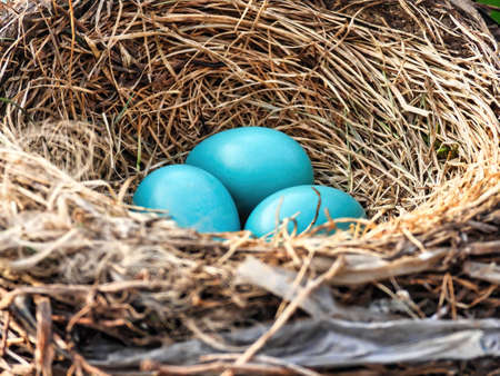 Robin's Eggs in Nest: Three blue American Robin bird eggs nestled into a bird's nest.
