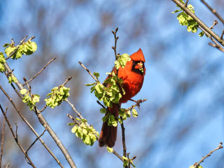 Bird on Tree Branch: A male Northern Cardinal bird is eating budding tree leaves on an early summer dayの写真素材