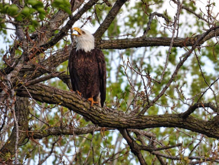 Bald Eagle Bird Calls for Mate: A bald eagle raptor perched on a large branch calls for their mate to returnの写真素材