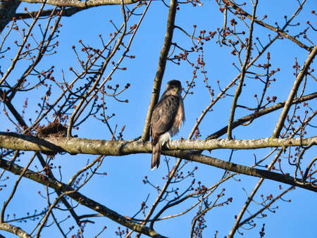 Copper's Hawk Perched in Tree: A copper's hawk bird of prey raptor perched on a tree on an early spring day surrounded by leaf bloomsの写真素材