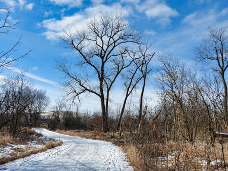 Bare Tree on Walking Path in Winter: Cold, frigid day with a bright blue sky with a few clouds a tall, bare tree stands out on the pathの写真素材