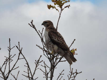 Red-Tailed Hawk Bird of Prey Perched in Tree Branch on a Cloudy Autumn Day with a Peak of Blue Sky Among Stormy Looking Cloudの写真素材