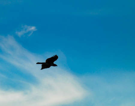 Silhouette of a Red-Tailed Hawk Bird of Prey Raptor as it Soars with a Full Wing Span Open Through the Bright Blue Sky with a Few Cloudsの写真素材