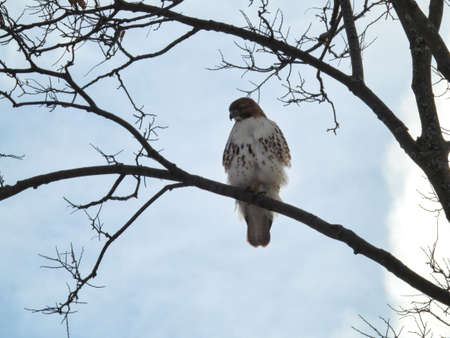 Hawk Perched in Tree: A red-tailed hawk perched on a tree branch on a cold but clear winter dayの写真素材