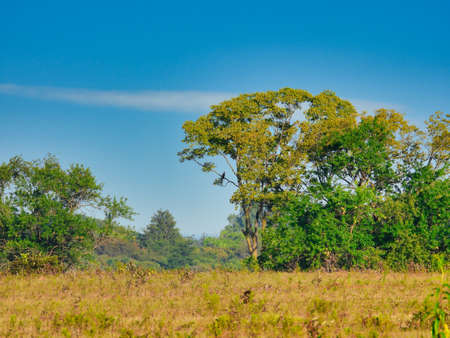 Landscape Scenic View of Prairie Opening Up to Line of Trees with a Red Tailed Hawk Perched in a Lower Branch of the Large Tree, Bright Blue Sky with a Streak of Clouds on a Sun Filled Summer Dayの写真素材