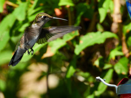 Flying Ruby Throated Hummingbird to Feederの写真素材
