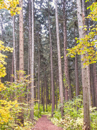 Curving Path Through Norway Spruce Trees with Forest Foliage Showing Fall Colors of Yellow in Early Autumnの写真素材