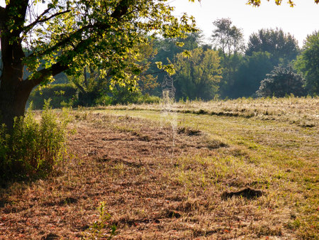 Spider Web with Dew Hangs to the Ground from Tree Branch on the Prairie at Sunrise on a Summer Morningの写真素材